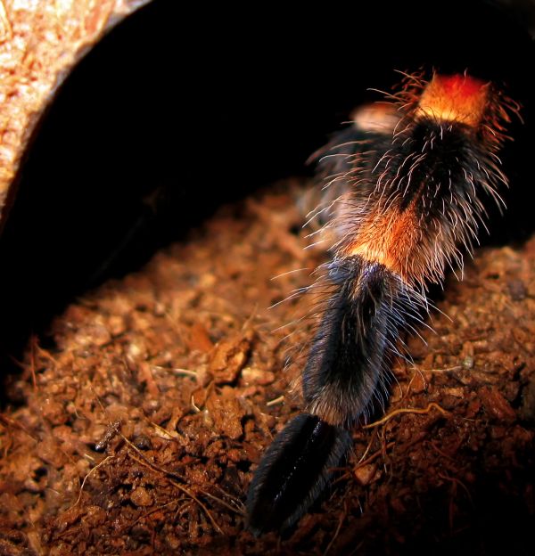 Smithi